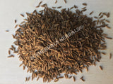 Dried Whole Caraway Seed, Carum carvi, for Sale from Schmerbals Herbals