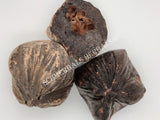 Dried Large Chunks of Dragon's Blood, Daemonorops draco, for Sale from Schmerbals Herbals