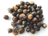 Dried Whole Unroasted Guarana Seed, Paullinia cupana, for Sale from Schmerbals Herbals