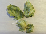 Dried Hops Buds, Humulus lupulus, for Sale from Schmerbals Herbals
