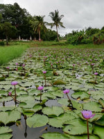 Blue Lotus Flower Pond, Nymphaea caerulea, Growing "Deep Purple Thai™" and "Siamese Dream™" for Sale from Schmerbals Herbals
