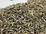 Dried Lavender Flower, Lavandula x intermedia, Fragrant Grey for Sale from Schmerbals Herbals
