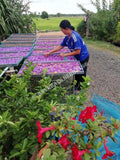 Processing Whole Blue Lotus Flower, Nymphaea caerulea, For Sale from Schmerbals Herbals