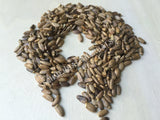 Dried Milk Thistle Seed, Silybum marianum, for Sale from Schmerbals Herbals
