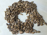 Dried Milk Thistle Seed, Silybum marianum, for Sale from Schmerbals Herbals