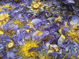 Dried Blue Lotus Whole Flower, Nymphaea caerulea, For Sale from Schmerbals Herbals
