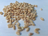 Dried Hard White Winter Wheat Berries, Triticum spp, for Sale from Schmerbals Herbals