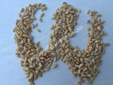 Dried Hard White Winter Wheat Berries, Triticum spp, for Sale from Schmerbals Herbals