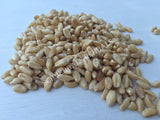 Dried Hard White Winter Wheat Berries, Triticum spp, for Sale from Schmerbals Herbals