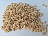 Dried Hard White Winter Wheat Berries, Triticum spp, for Sale from Schmerbals Herbals