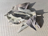 Dried Wild-Crafted Whole Leaf White Sage, Salvia apiana, for Sale from Schmerbals Herbals