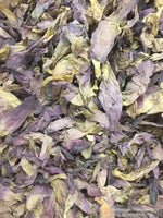 Sacred Lotus, Nelumbo nucifera, Pink Petals ~ Schmerbals Herbals®