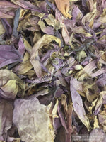 Sacred Lotus, Nelumbo nucifera, Pink Petals ~ Schmerbals Herbals®