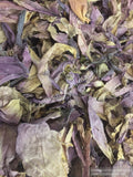 Sacred Lotus, Nelumbo nucifera, Pink Petals ~ Schmerbals Herbals®