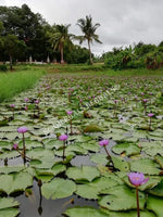 Whole Flower Blue Lotus Pond, Growing Nymphaea caerulea, "Siamese Dream™"