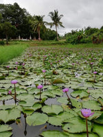 Blue Lotus Pond Growing, All Natural Nymphaea caerulea, Deep Purple Thai™ For Sale from Schmerbals Herbals