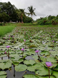 Whole Flower Blue Lotus Pond, Growing Nymphaea caerulea, "Siamese Dream™"