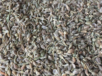 Dried Whole Anise Seed, Pimpinella anisum, For Sale from Schmerbals Herbals