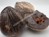 Dried Large Chunks of Dragon's Blood, Daemonorops draco, for Sale from Schmerbals Herbals