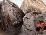 Dried Large Chunks of Dragon's Blood, Daemonorops draco, for Sale from Schmerbals Herbals