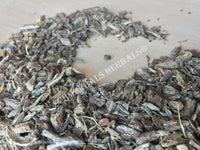 Dried Organic Echinacea Root, Echinacea angustifolia, for Sale from Schmerbals Herbals