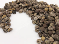 Dried Untreated Hawaiian Baby Woodrose Seeds, Argyreia nervosa, for Sale from Schmerbals Herbals