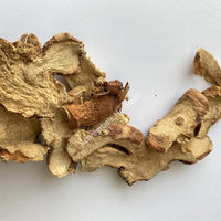 Dried Galangal Sliced Root Rhizomes, Alpinia galanga ~ for sale from Schmerbals Herbals