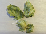 Dried Hops Buds, Humulus lupulus, for Sale from Schmerbals Herbals