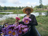 Harvesting All Natural Blue Lotus Pure Petals and Stamens, Nymphaea caerulea, Deep Purple Thai for Sale from Schmerbals Herbals