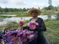 Harvesting Blue Lotus Flower, Nymphaea caerulea, "Deep Purple Thai™" and "Siamese Dream™" for Sale from Schmerbals Herbals