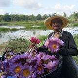 Harvesting Blue Lotus Flower, Nymphaea caerulea, Deep Purple Thai™ and Siamese Dream™ for Sale from Schmerbals Herbals