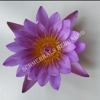 Drying Blue Lotus Flower, Nymphaea caerulea, Deep Purple Thai™ and Siamese Dream™ for Sale from Schmerbals Herbals