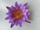 Drying Blue Lotus Flower, Nymphaea caerulea, "Deep Purple Thai™" and "Siamese Dream™" for Sale from Schmerbals Herbals