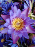 Freshly Harvested Blue Lotus Flower, Nymphaea caerulea, "Deep Purple Thai™" and "Siamese Dream™" for Sale from Schmerbals Herbals