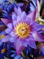 Drying All Natural Blue Lotus Pure Petals and Stamens, Nymphaea caerulea, Deep Purple Thai for Sale from Schmerbals Herbals