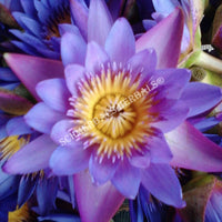 Drying Blue Lotus Flower, Nymphaea caerulea, Deep Purple Thai™ and Siamese Dream™ for Sale from Schmerbals Herbals