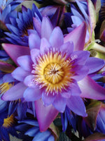 Drying All Natural Blue Lotus Pure Petals and Stamens, Nymphaea caerulea, Deep Purple Thai ~ for Sale from Schmerbals Herbals