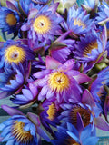 Drying All Natural Blue Lotus Pure Petals and Stamens, Nymphaea caerulea, Deep Purple Thai for Sale from Schmerbals Herbals