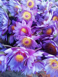 Drying Organic Blue Lotus Flower, Nymphaea caerulea, "Deep Purple Thai™" and "Siamese Dream™" for Sale from Schmerbals Herbals