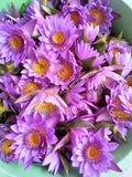 Drying Organic Blue Lotus Flower, Nymphaea caerulea, "Deep Purple Thai™" and "Siamese Dream™" for Sale from Schmerbals Herbals