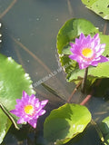 Blue Lotus Flower Pond, Nymphaea caerulea, Growing "Deep Purple Thai and "Siamese Dream ~ for Sale from Schmerbals Herbals