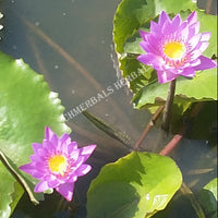 Blue Lotus Flower Pond, Nymphaea caerulea, Growing Deep Purple Thai™ and Siamese Dream™ for Sale from Schmerbals Herbals