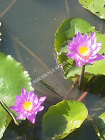 Blue Lotus Flower Pond, Nymphaea caerulea, Growing "Deep Purple Thai™" and "Siamese Dream™" for Sale from Schmerbals Herbals