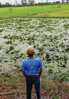 Growing Ponds All Natural Blue Lotus Pure Petals and Stamens, Nymphaea caerulea, Deep Purple Thai ~ for Sale from Schmerbals Herbals