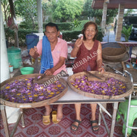 Processing Blue Lotus Flower, Nymphaea caerulea, For Sale from Schmerbals Herbals