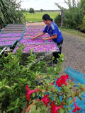 Processing Organic Whole Blue Lotus Flower, Nymphaea caerulea, For Sale from Schmerbals Herbals