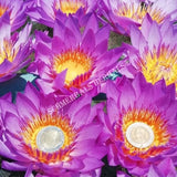 Drying Blue Lotus Whole Flower, Nymphaea caerulea, for Sale from Schmerbals Herbals