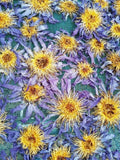 Drying Whole Blue Lotus Flower, Nymphaea caerulea, For Sale from Schmerbals Herbals
