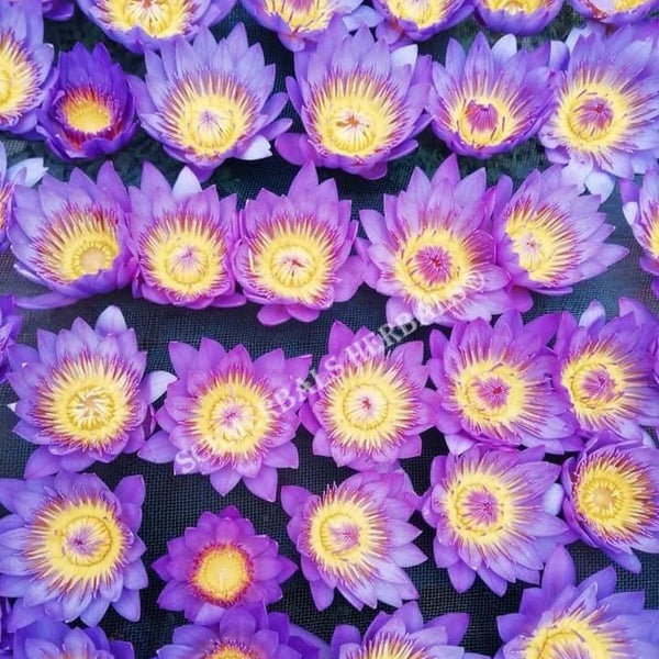 Blue Lotus (N. Caerulea) All Natural Deep Purple Thai™ - Pure Petals & Stamens By Schmerbals Herbals