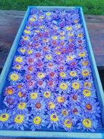 Drying All Natural Blue Lotus Pure Petals and Stamens, Nymphaea caerulea, Deep Purple Thai ~ for Sale from Schmerbals Herbals